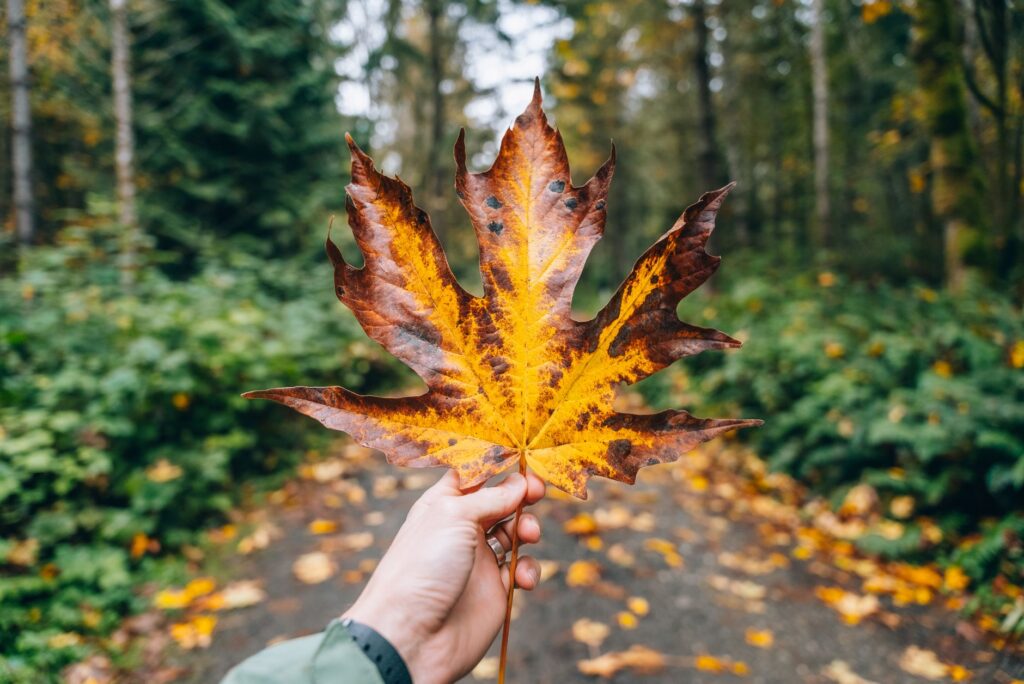 Best Hikes Near Seattle: Top Trails to Explore (Top Picks) best hikes near seattle 1781784200561