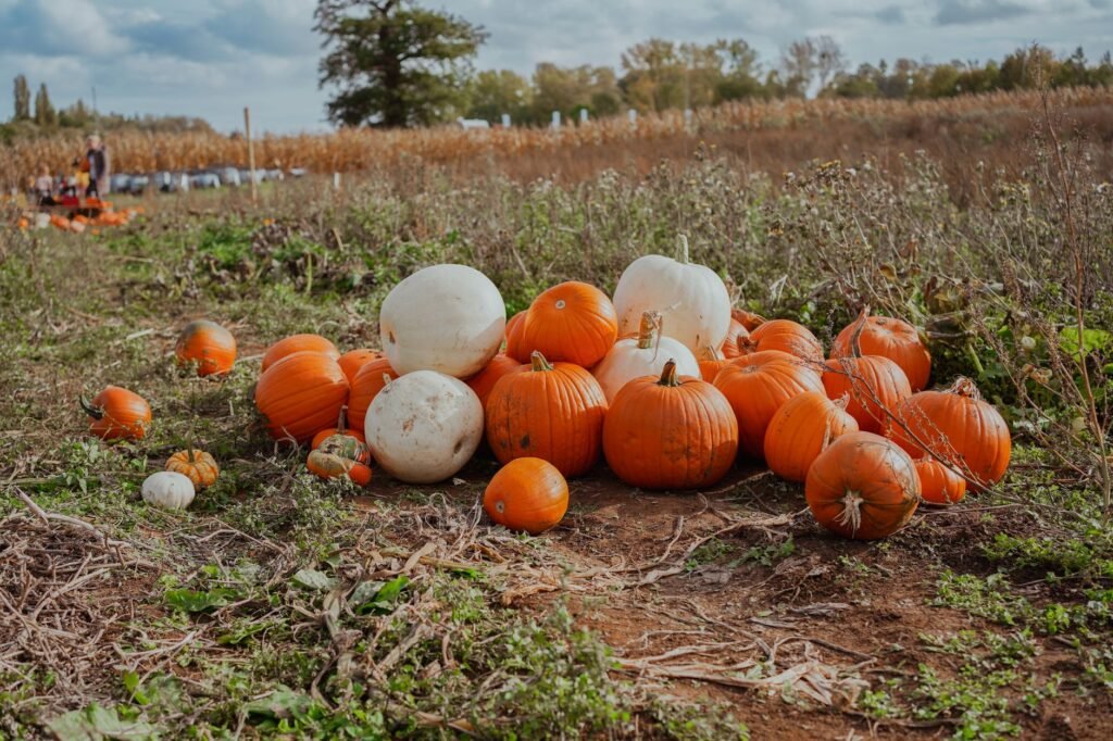 best pumpkin patch seattle 1782828998470