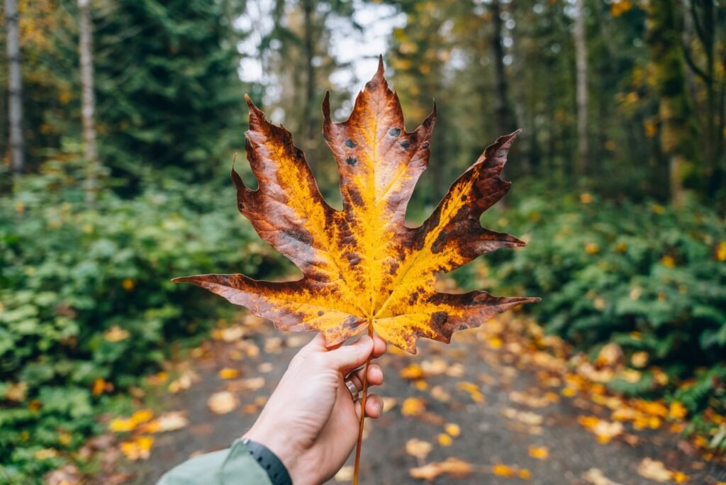 seattle fall activities for adults 1782627744275
