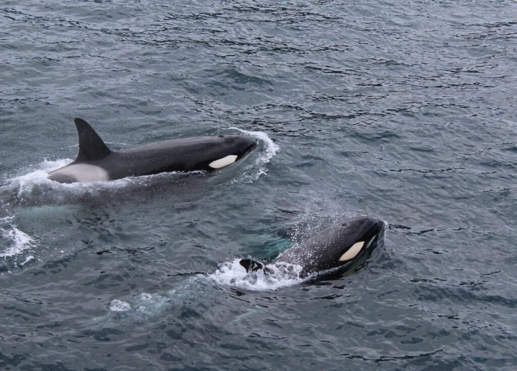 Whale Watching in Seattle: Best Season & Tours (Top Picks) best time for orca whale watching in seattle 1782902315779