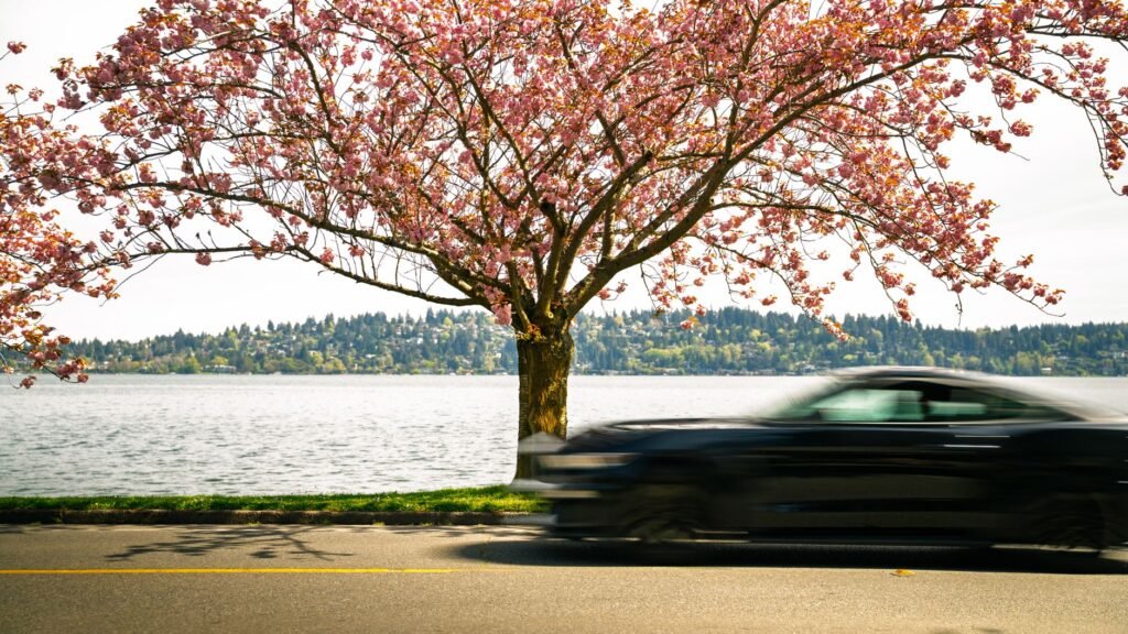 Seattle in Spring: Weather, Events & Things to Do seattle in spring 1783563245336